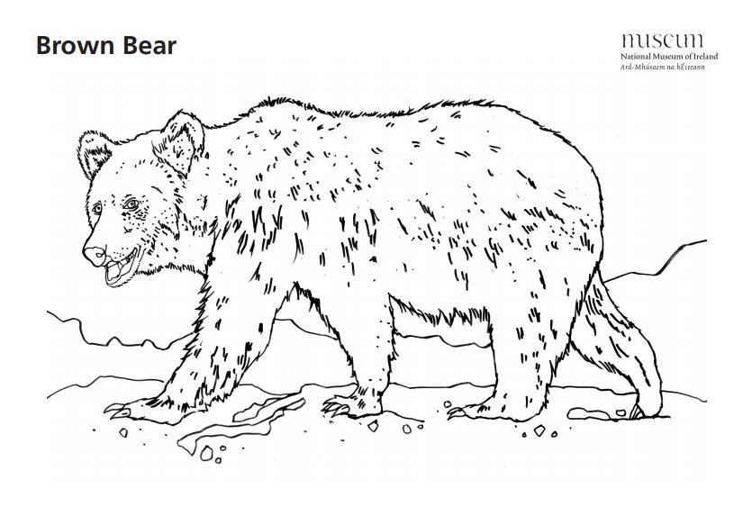 BrownBearColouringSheet.JPG