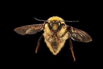 6-Apidae-Bombus-option-2.jpg