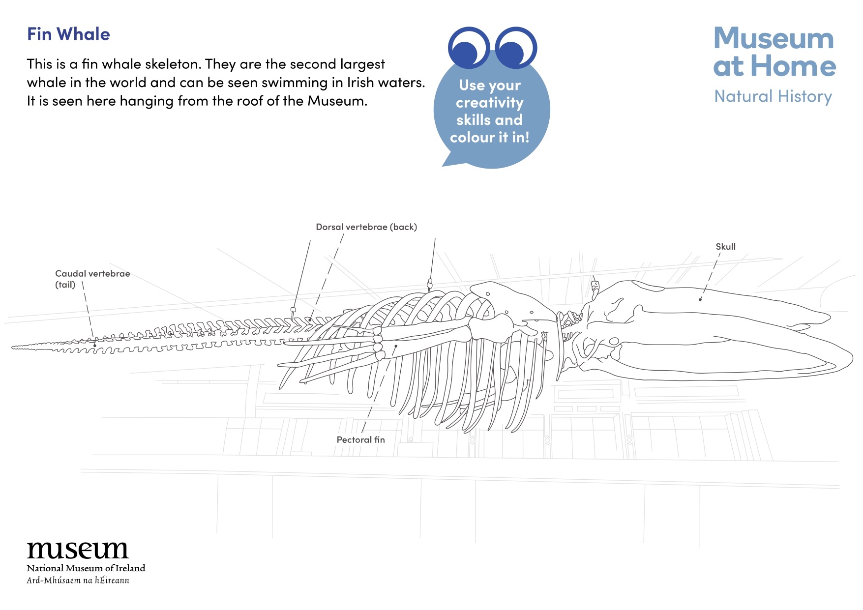 Fin-whale-colouring-sheet-FINAL-web_1_page-0001.jpg Fin-whale-colouring-sheet-FINAL-web_1_page-0001.jpg