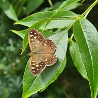 Speckled wood butterfly