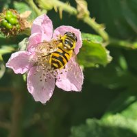 Batman hoverfly