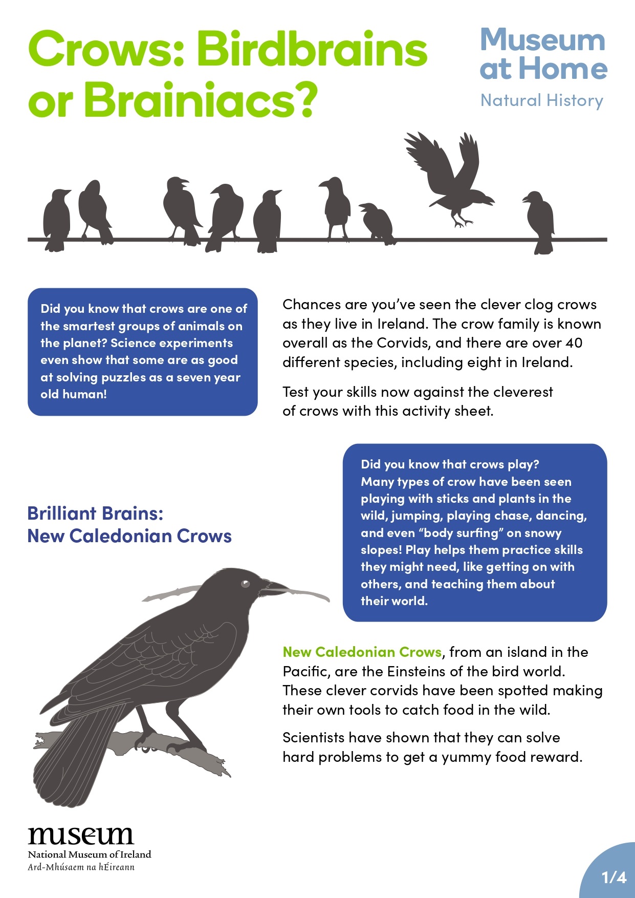 Crows_-Birdbrains-or-Brainiacs-Activity-Sheet_page-0001.jpg Crows_-Birdbrains-or-Brainiacs-Activity-Sheet_page-0001.jpg
