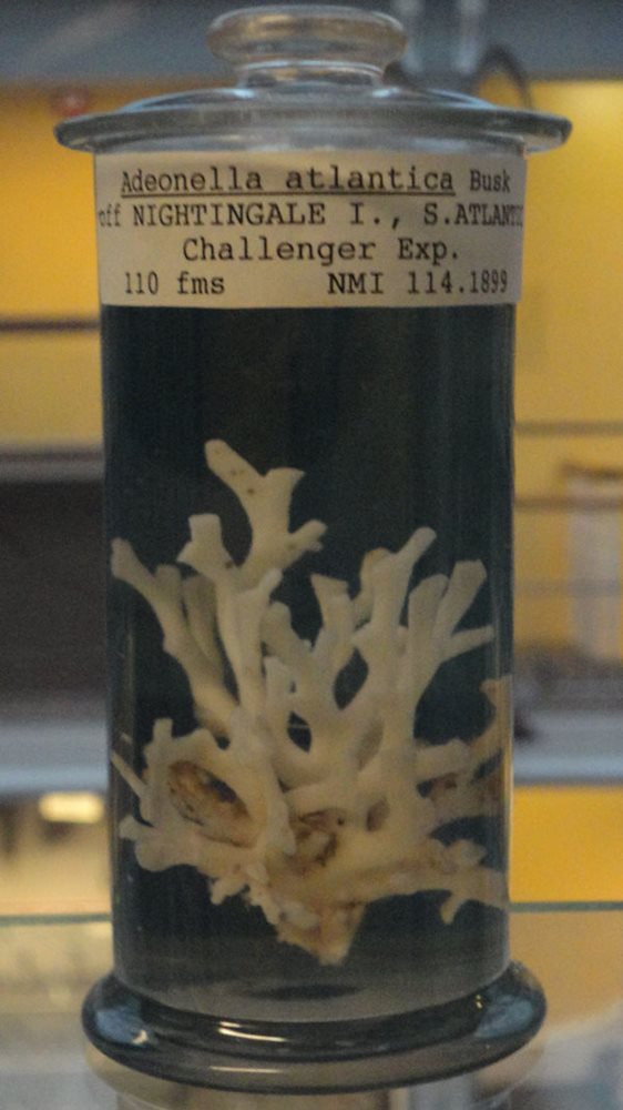 02-bryozoan-nightingale-island-tristan-cunha).jpg 02-bryozoan-nightingale-island-tristan-cunha).jpg