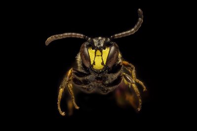 2-Colletidae-option-1.jpg