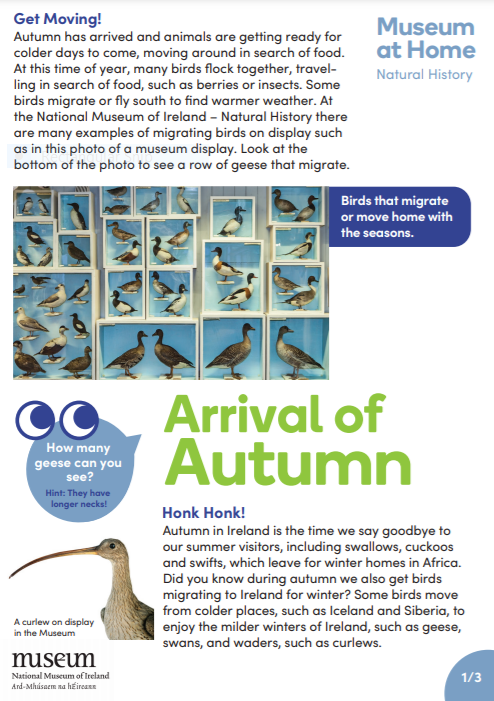 Word Search: Arrival of Autumn | Natural History | National Museum of  Ireland