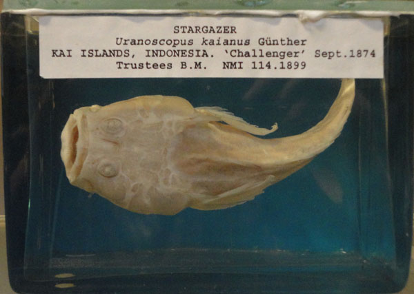 03-stargazer-sample-indonesia-challenger-expedition.jpg