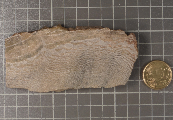 Canadian Pseudo-fossil