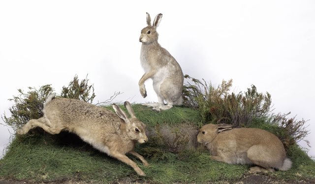 Behind the Scenes: Irish Hare | Natural History | National Museum of ...