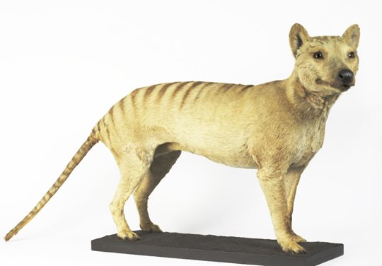 Tasmanian Tiger in Colour 