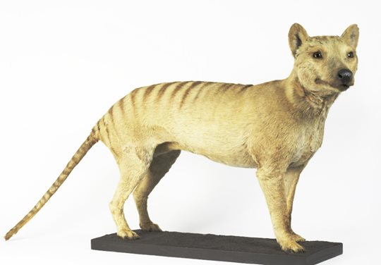Thylacine: An extinct marsupial from Tasmania