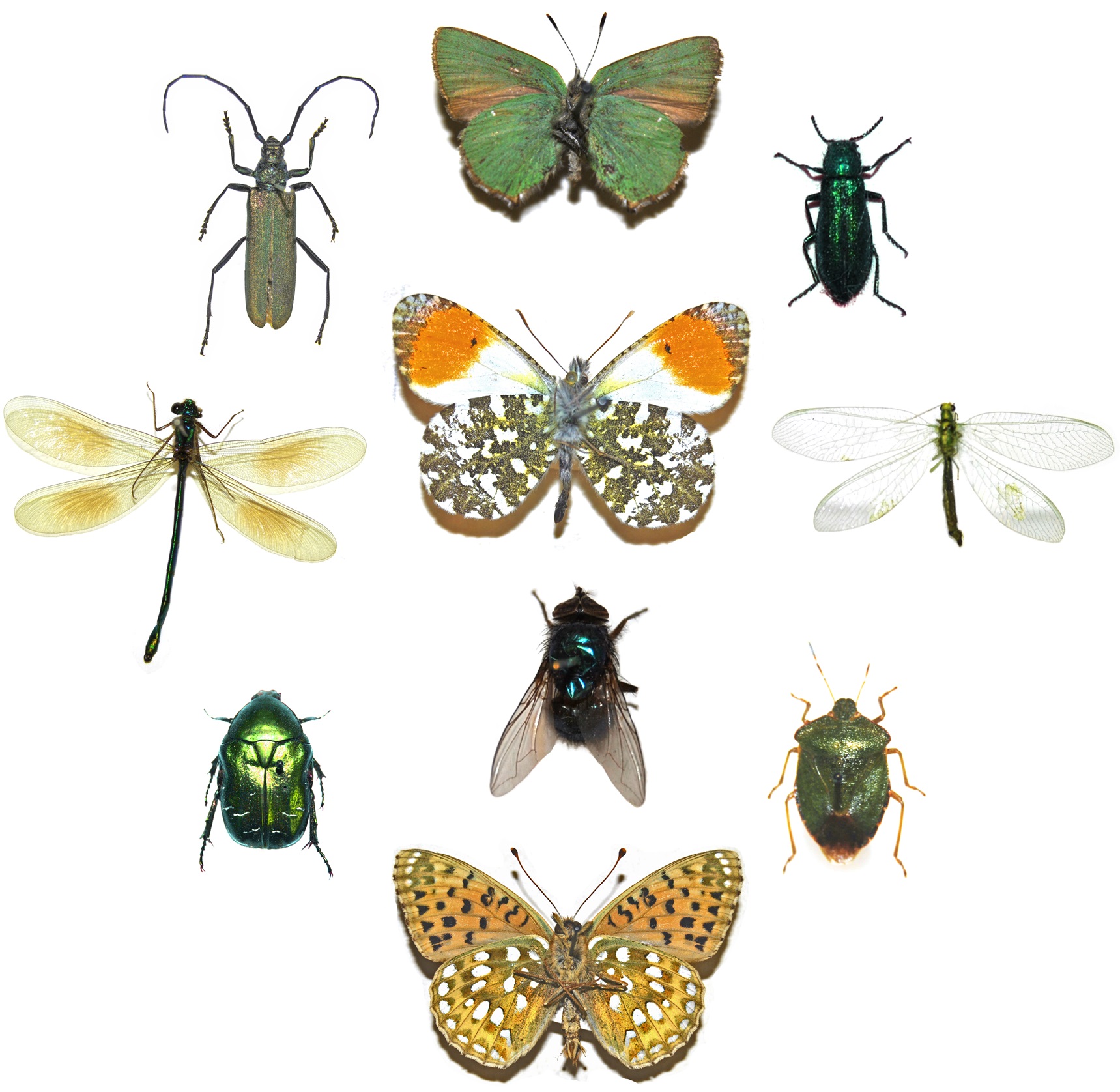 Insects | National Museum of Ireland