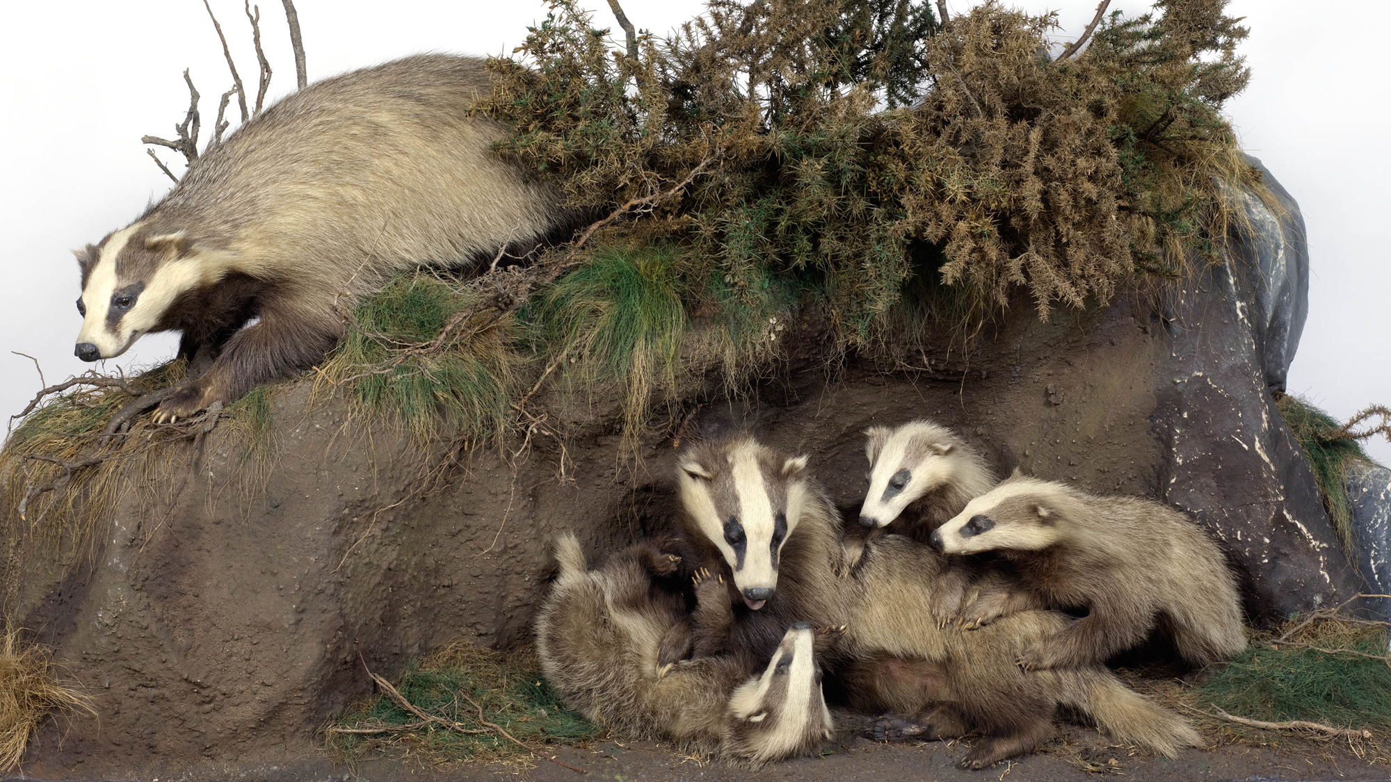 Irish Fauna | Natural History | National Museum of Ireland Irish Fauna | Natural History | National Museum of Ireland