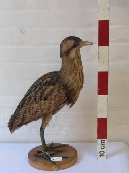 Great Bitterns in Ireland