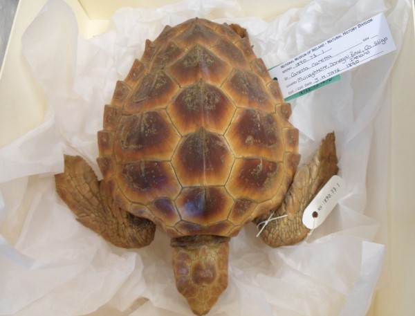 Unusual Loggerhead Turtle