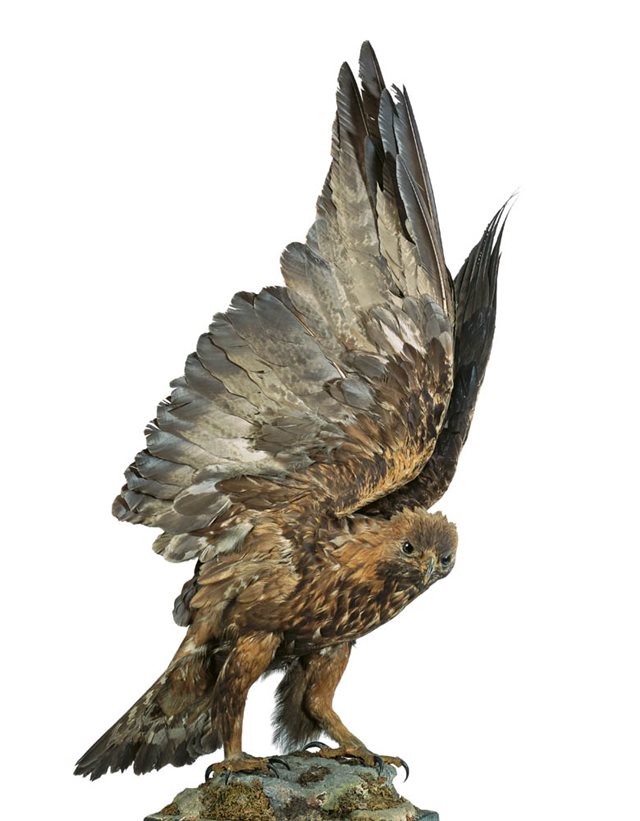 Golden Eagle 