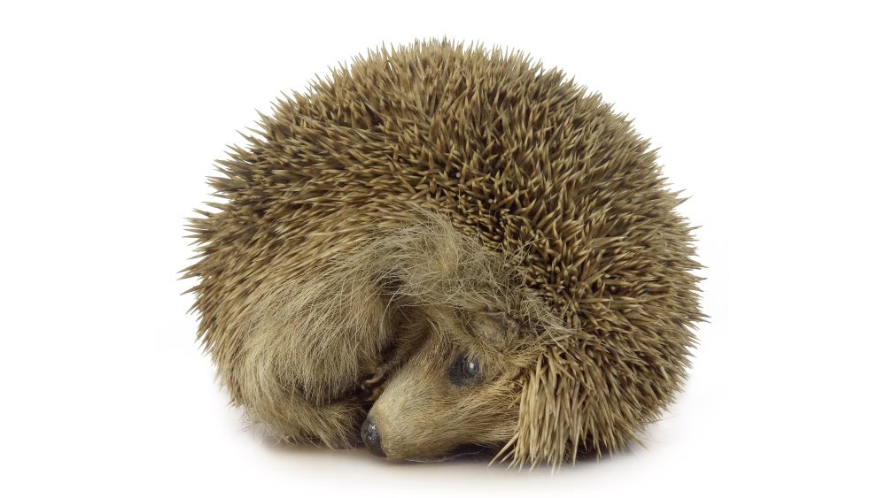 Irish Wildlife | National Museum of Ireland Irish Wildlife | National Museum of Ireland