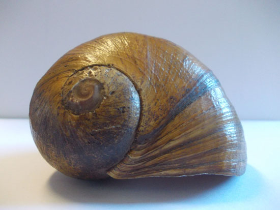 Apple Snail from Paraguay