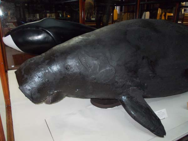 Australian Dugong