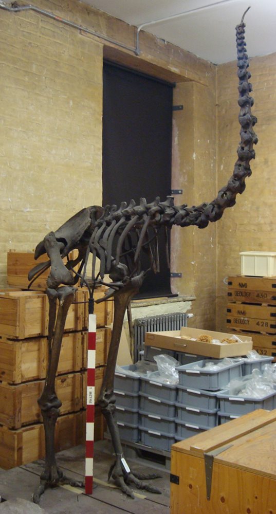 Extinct Moa Bird From New Zealand National Museum Of Ireland Extinct Moa Bird From New Zealand National Museum Of Ireland
