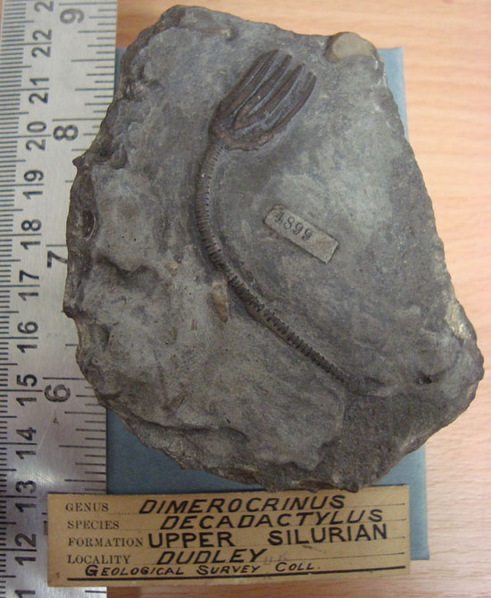 A Fossil Crinoid: Dimerocrinus Decadactylus