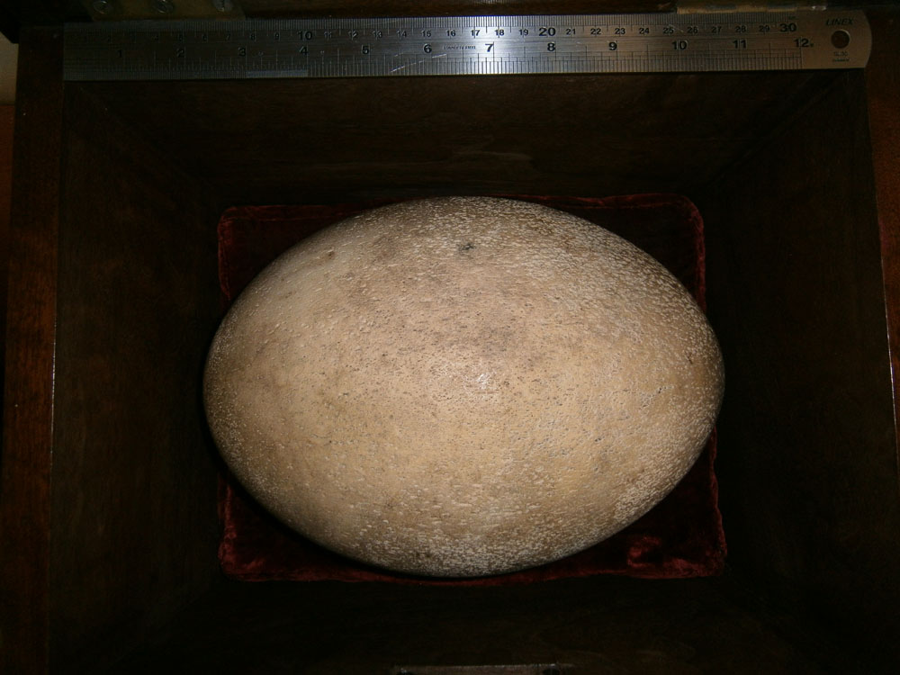 Elephant Bird Egg from Madagascar