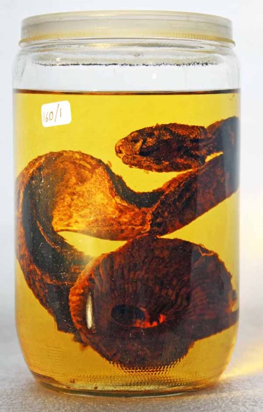 Snake from west Africa