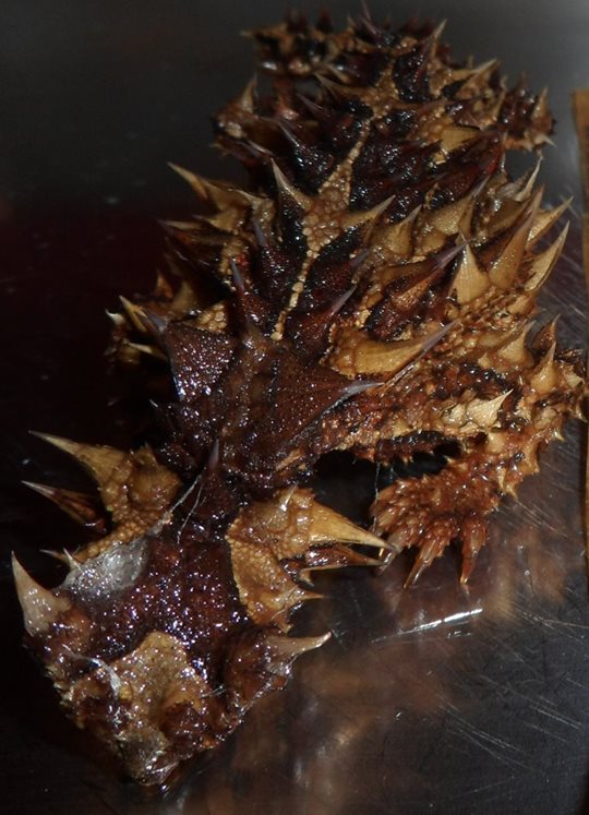 Thorny Devil from Australia