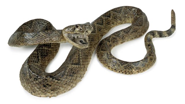 Reptiles | National Museum of Ireland