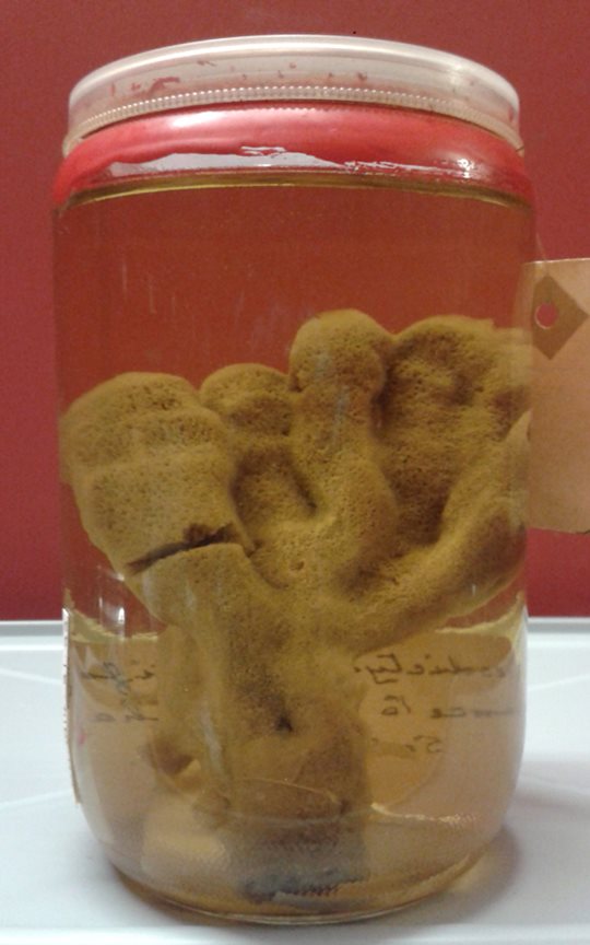 Sponge from South Africa