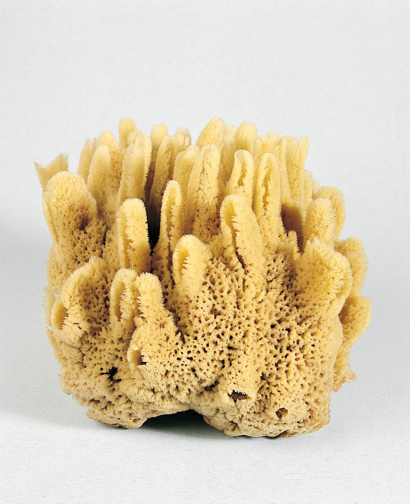 Everything You Need To Know About Natural Sponges