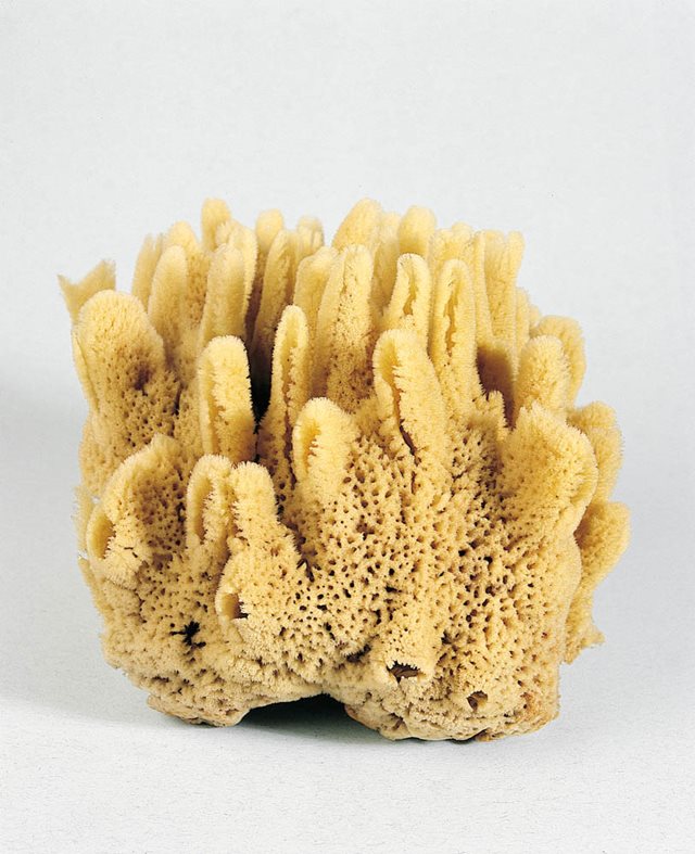 Sea Sponge  