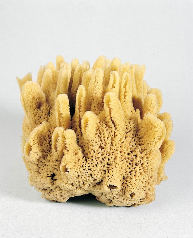 Sea Sponge | National Museum of Ireland