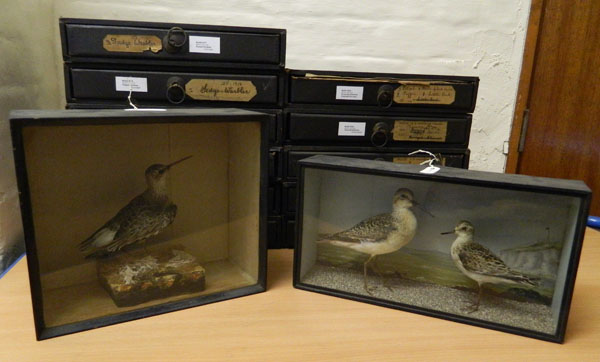 Barrington’s bird collection