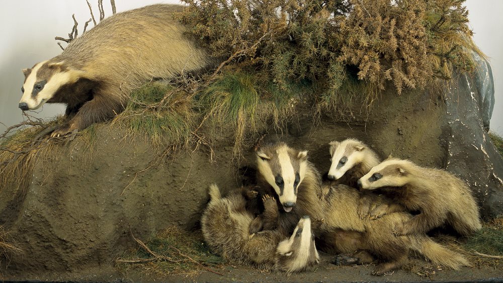 Natural History Collections | National Museum of Ireland Natural History Collections | National Museum of Ireland